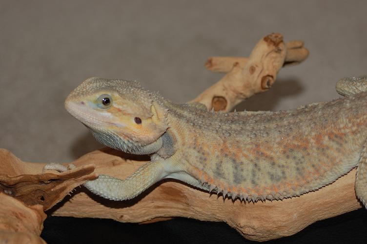 hypo trans at 5months