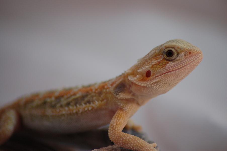hypo trans male at 2 mos