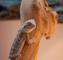 baby hypo trans