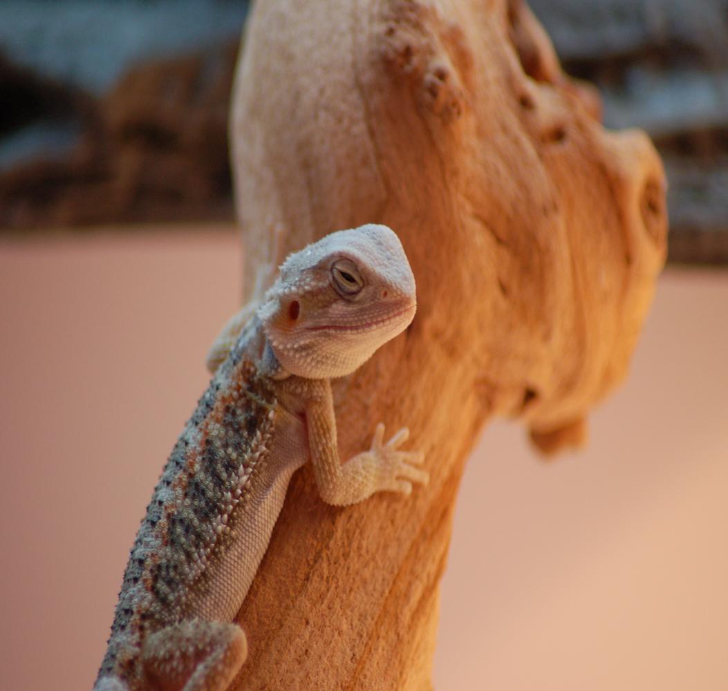 baby hypo trans