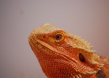 Red flame face shot