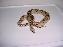 het sunglow albino male