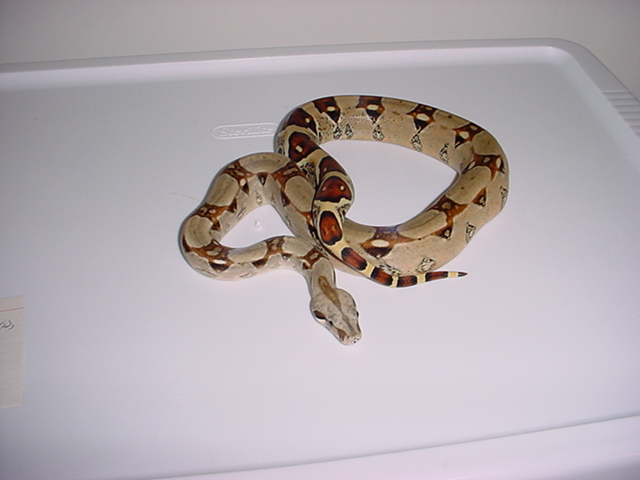 het sunglow albino male
