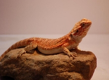 4 mo old female flame red