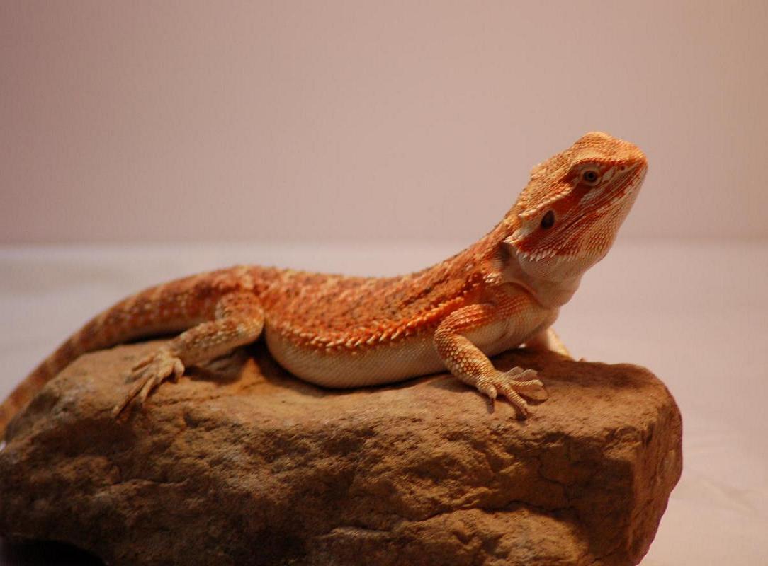4 mo old female flame red
