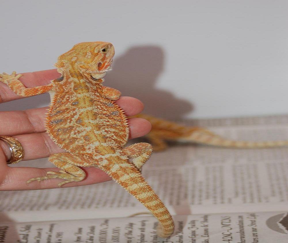 2 mo old hypo tangerine male