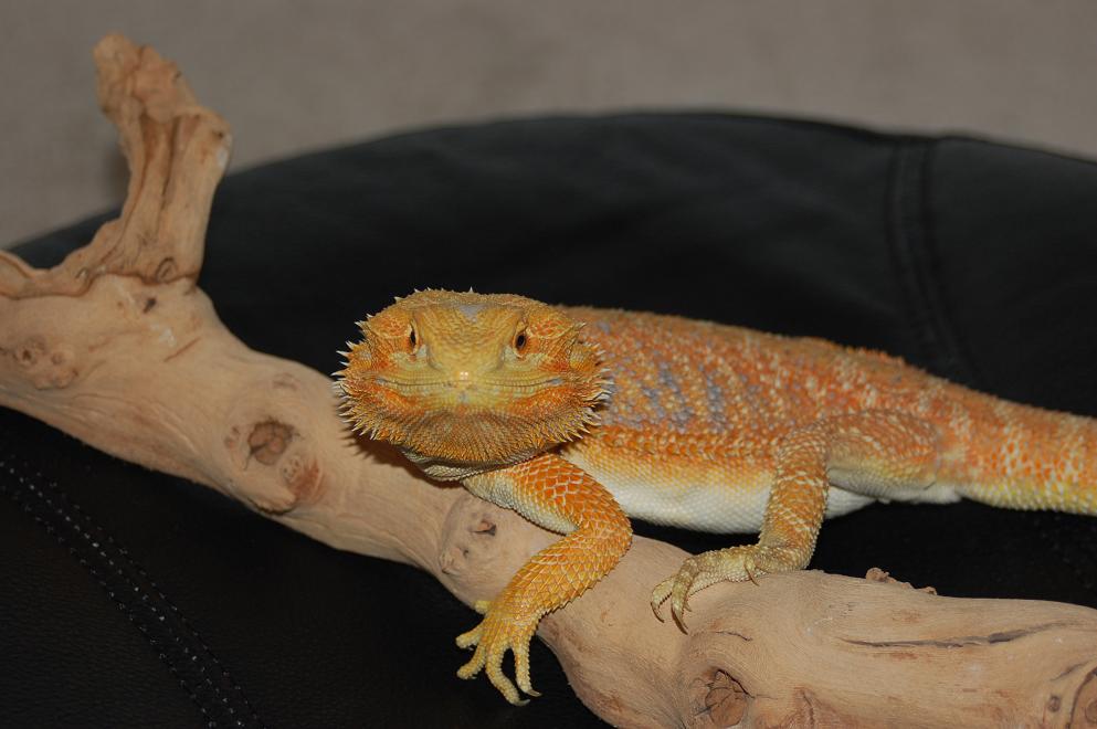 hypo tangerine 6 mos
