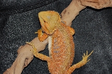 hypo tangerine top 6 mo