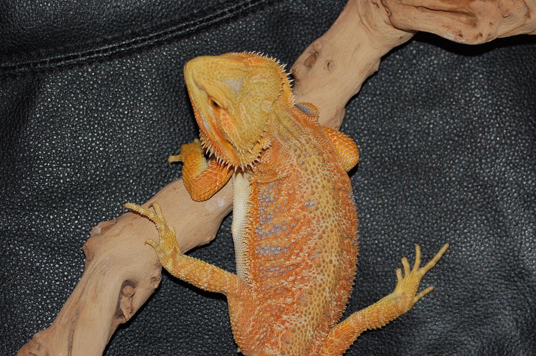 hypo tangerine top 6 mo