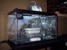 Leopard Geckos Eggs Homemade Incubator