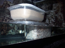 Leopard Geckos Eggs Homemade Incubator Detail