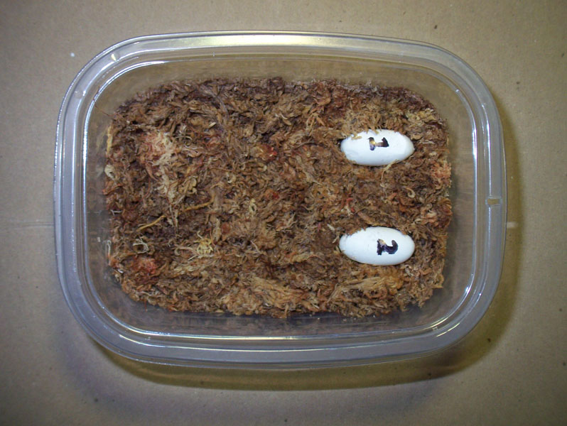 Leopard gecko first pair of eggs. 3/26/08