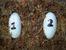 Leopard gecko first pair of eggs. 3/26/08