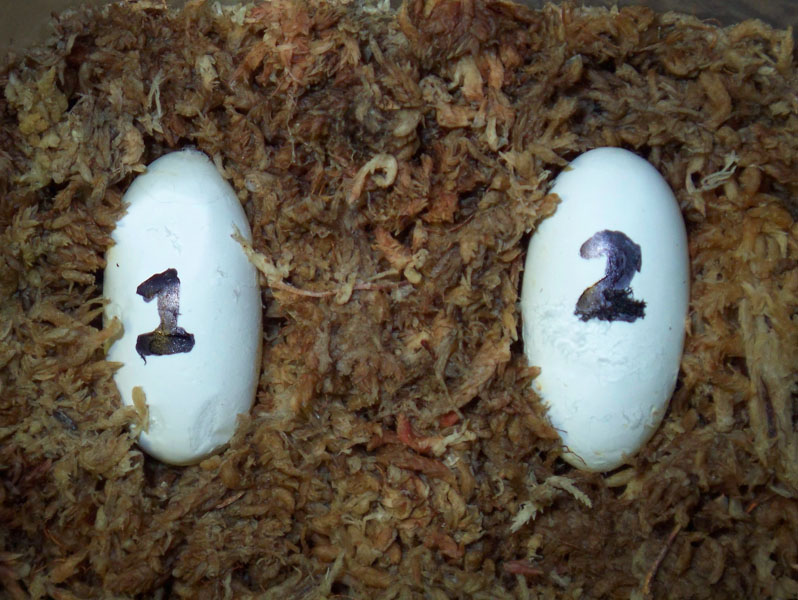 Leopard gecko first pair of eggs. 3/26/08