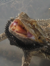 mad bearded dragon