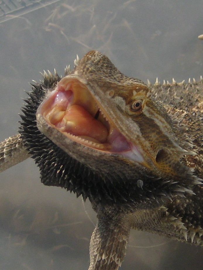 mad bearded dragon