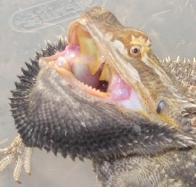 bearded dragon