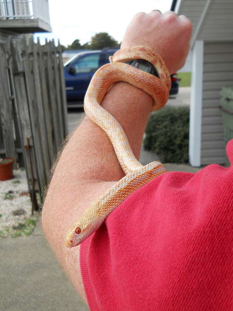 Cayenne