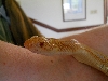 Cayenne