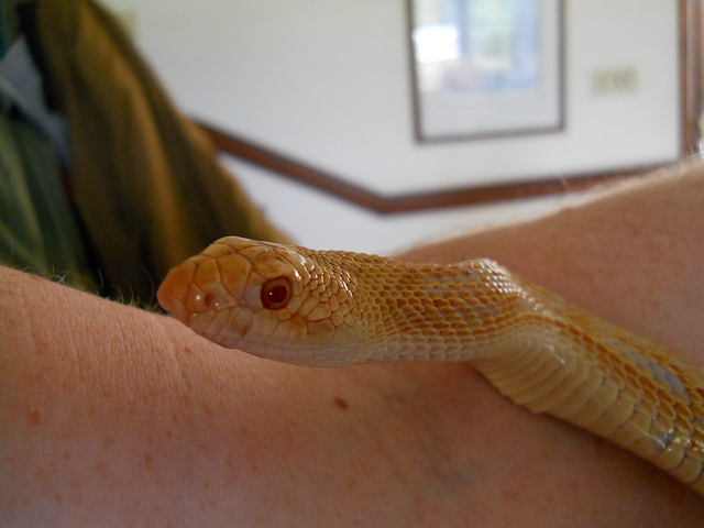 Cayenne