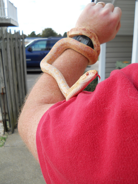 Cayenne