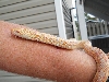 Cayenne