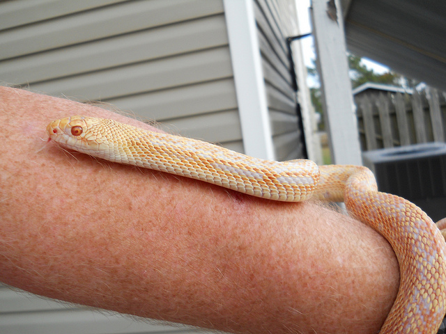 Cayenne