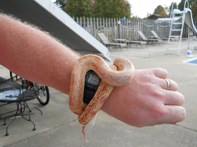 Cayenne