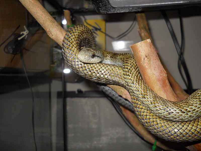 Japanese Ratsnake