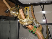 Japanese Ratsnake