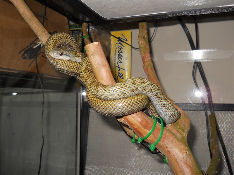 Japanese Ratsnake
