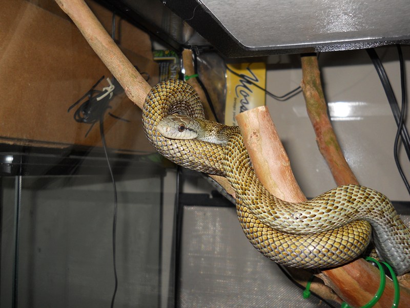 Japanese Ratsnake