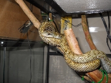 Japanese Ratsnake