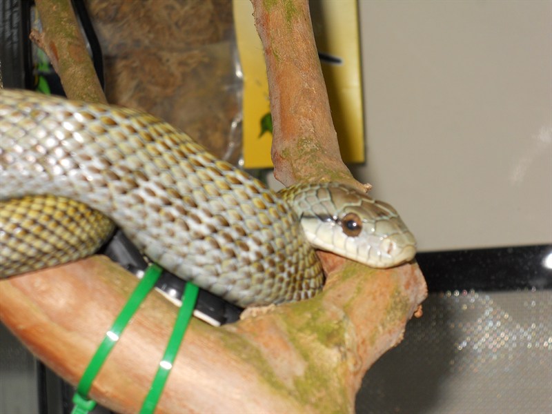 Japanese Ratsnake