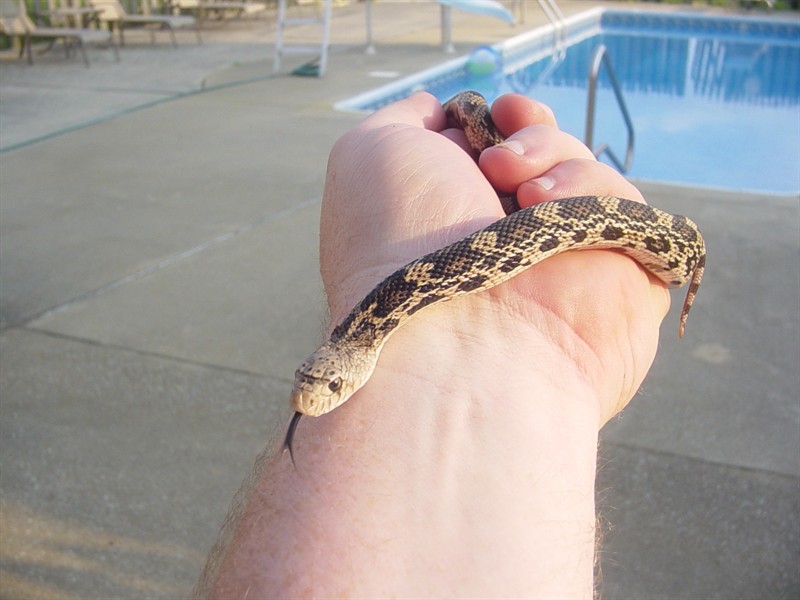 Pepper