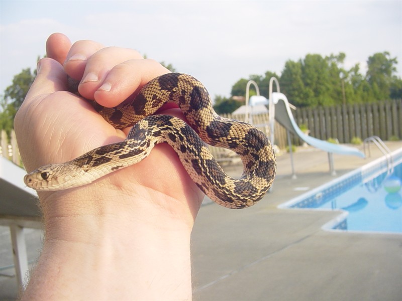 Pepper