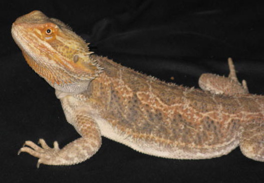Anubis