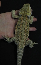 Bigboy