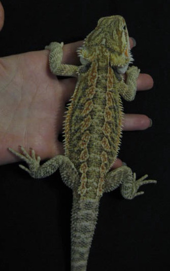 Bigboy