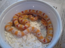 High White Reverse Okeetee