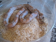 Colorful Silver Queen Ghost Corn