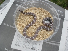 type 4? hypo cal yearling