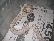 Silver Queen Stripe Ghost corn
