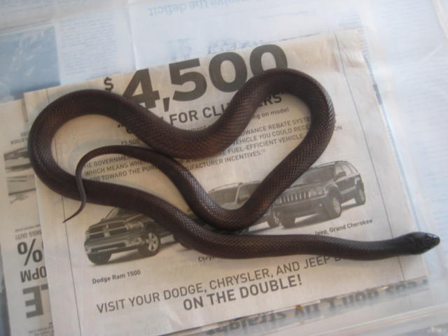 Choclate phase Cali