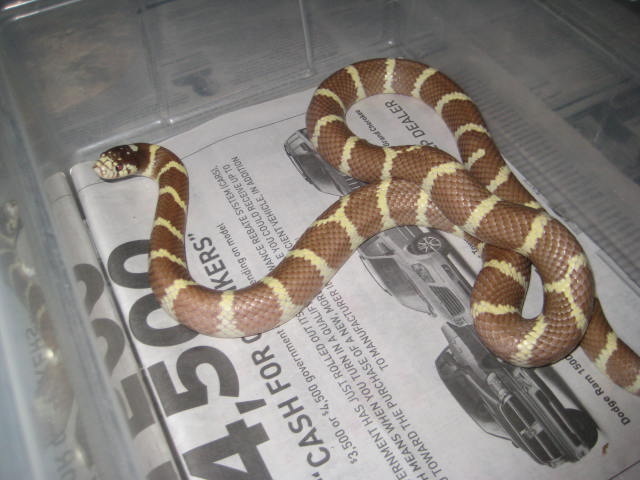 hypo San Diego Cal  pic 1