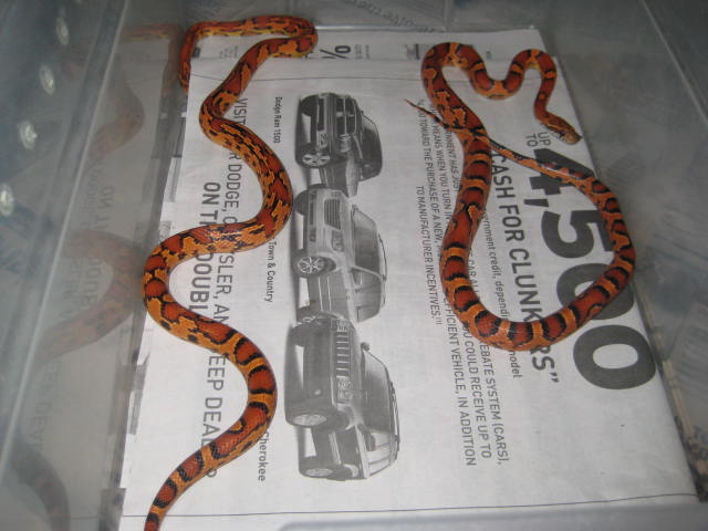 Abbott Okeetee's with interesting patterns