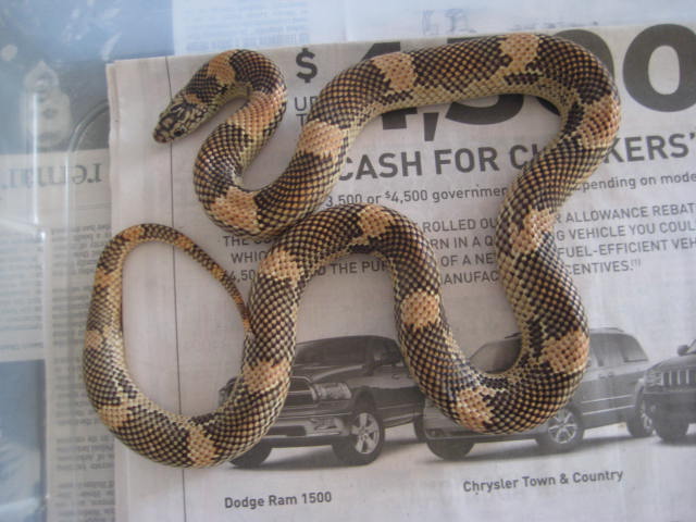 blaze goini at 2yrs