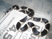 Sherman Pungo Ridge chain