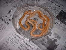 albino assortment
