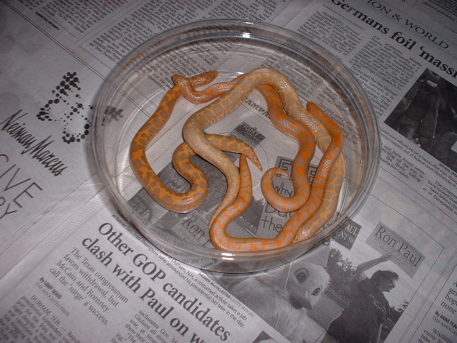albino assortment